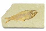 Detailed Fossil Fish (Knightia) - Wyoming #289918-1